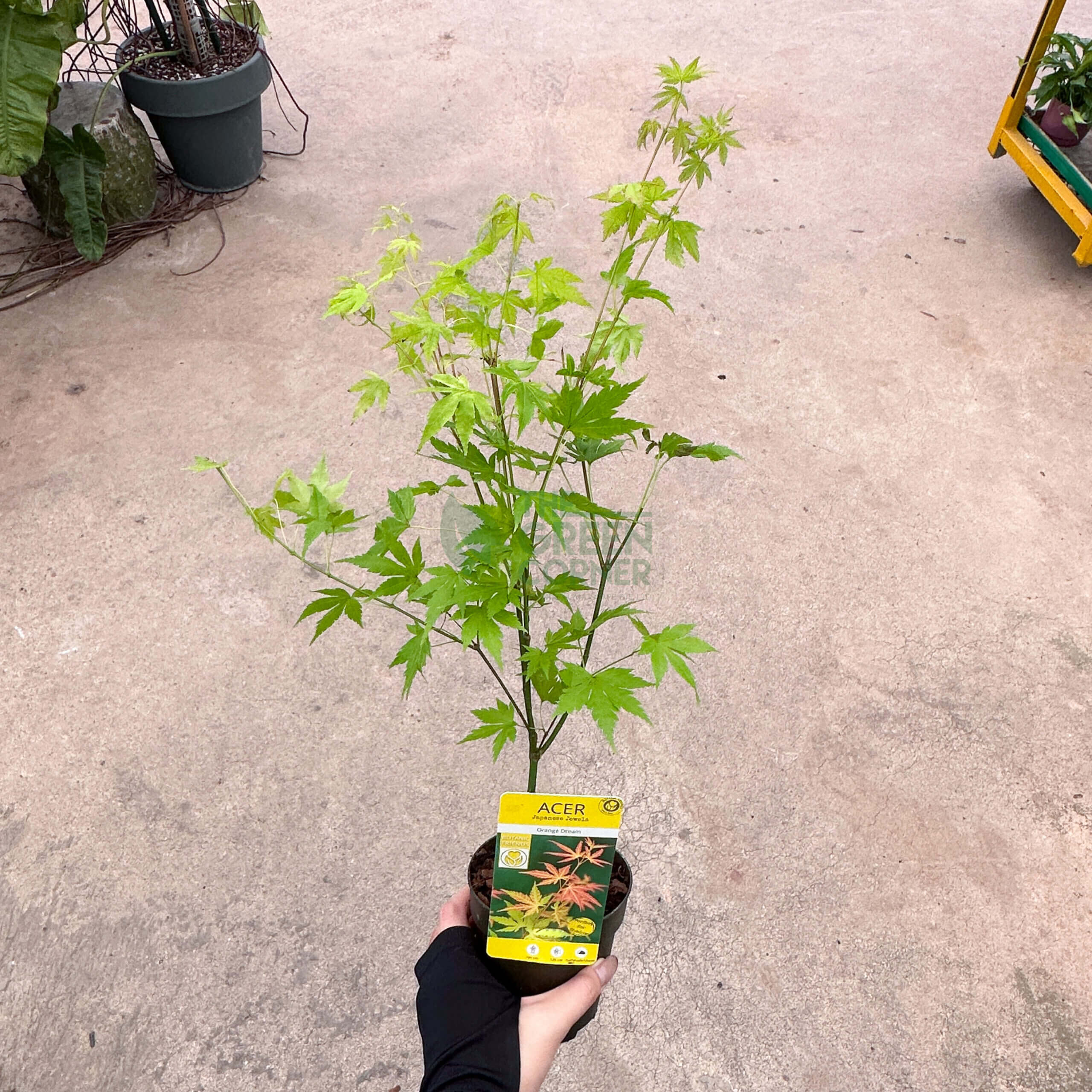 Acer palmatum Japanese Maple