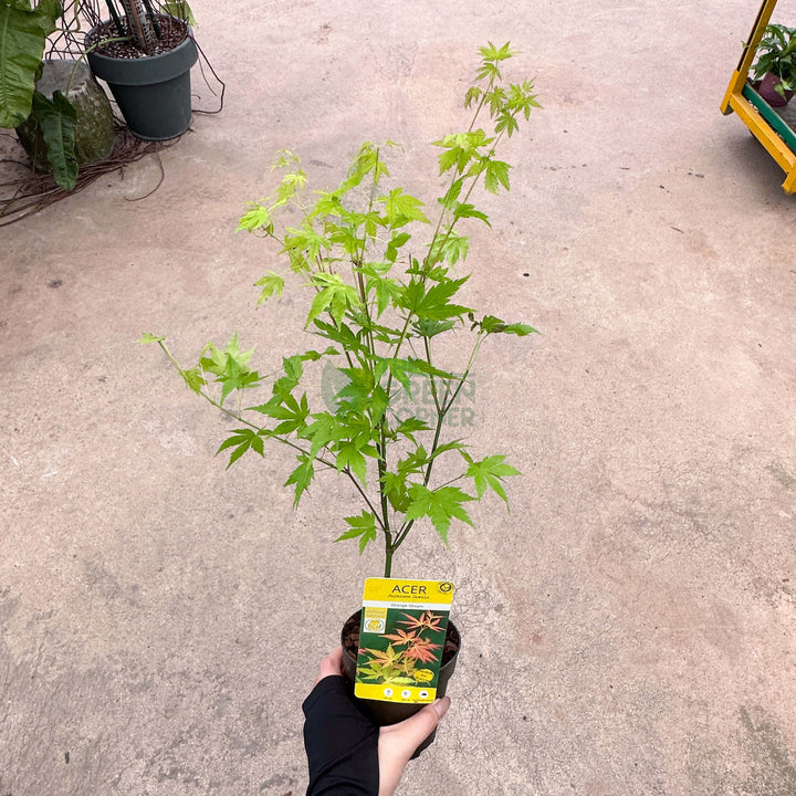 Acer palmatum Japanese Maple