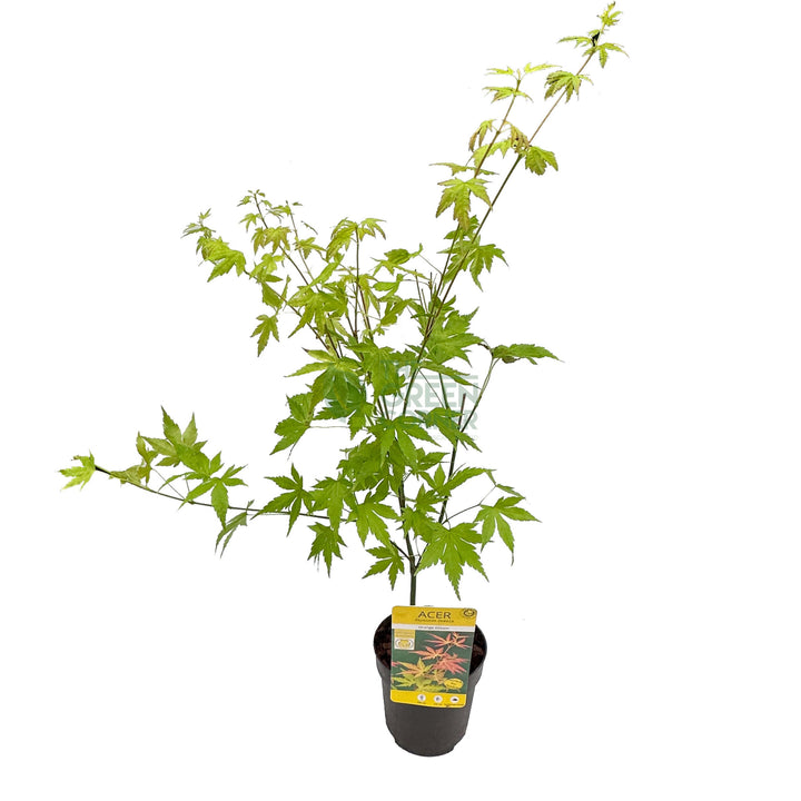 Acer palmatum Japanese Maple