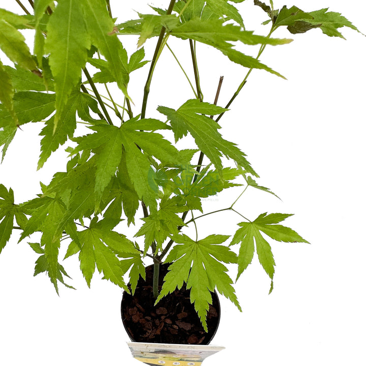 Acer palmatum Japanese Maple