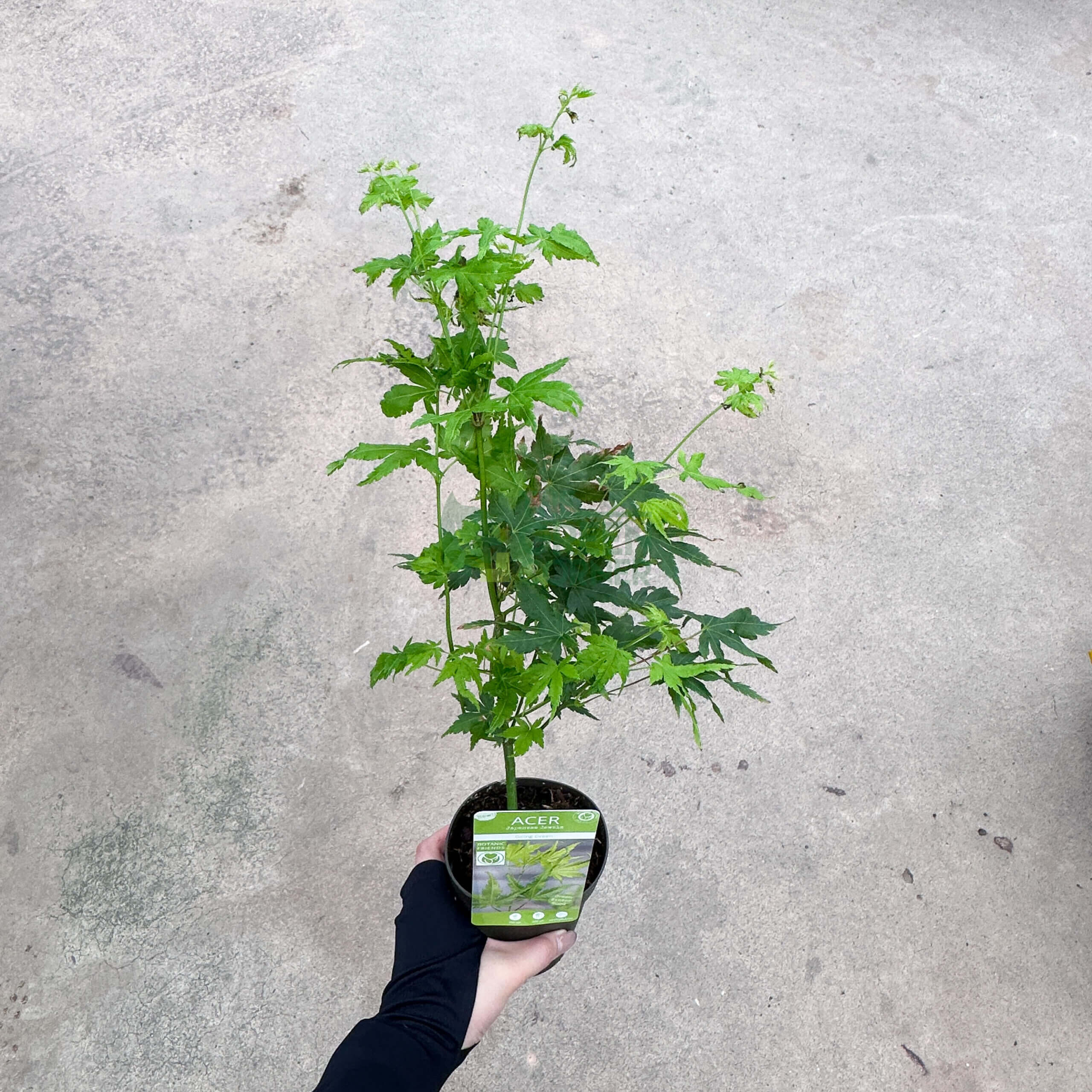 Acer palmatum Japanese Maple