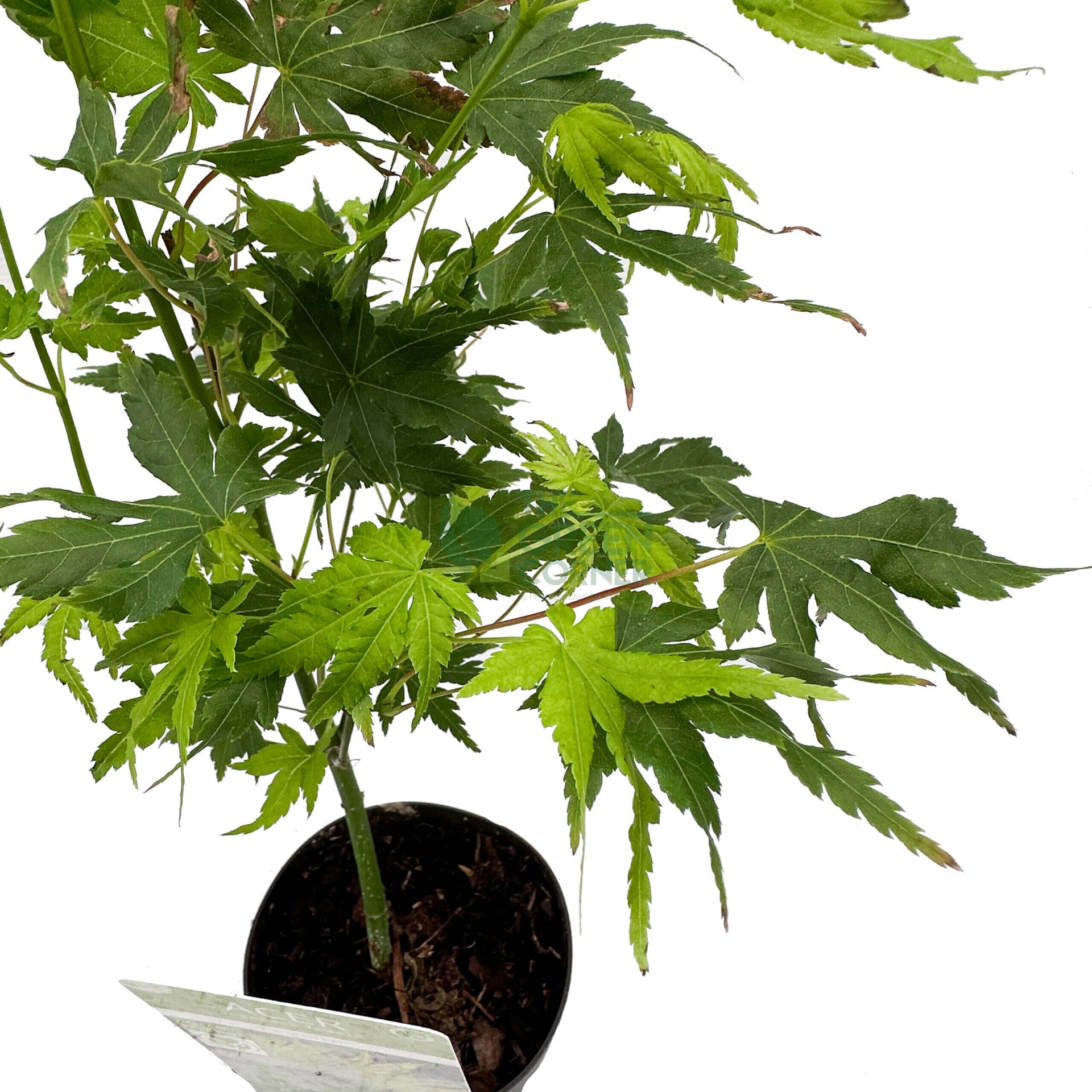 Acer palmatum Japanese Maple