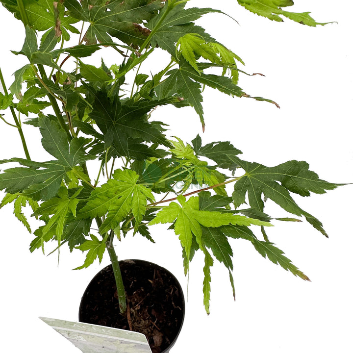 Acer palmatum Japanese Maple