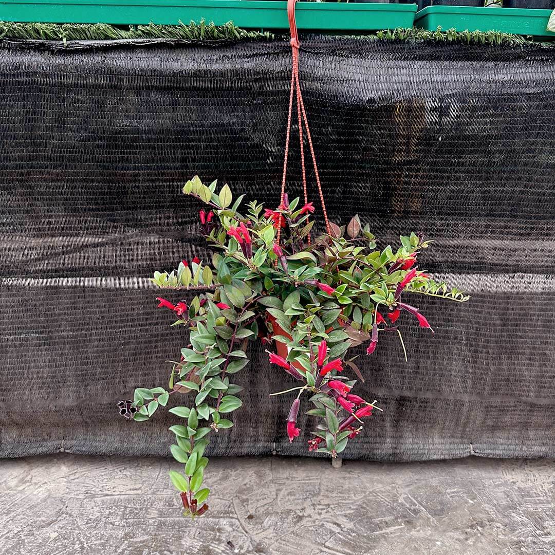Aeschynanthus Radicans Lipstick Pink