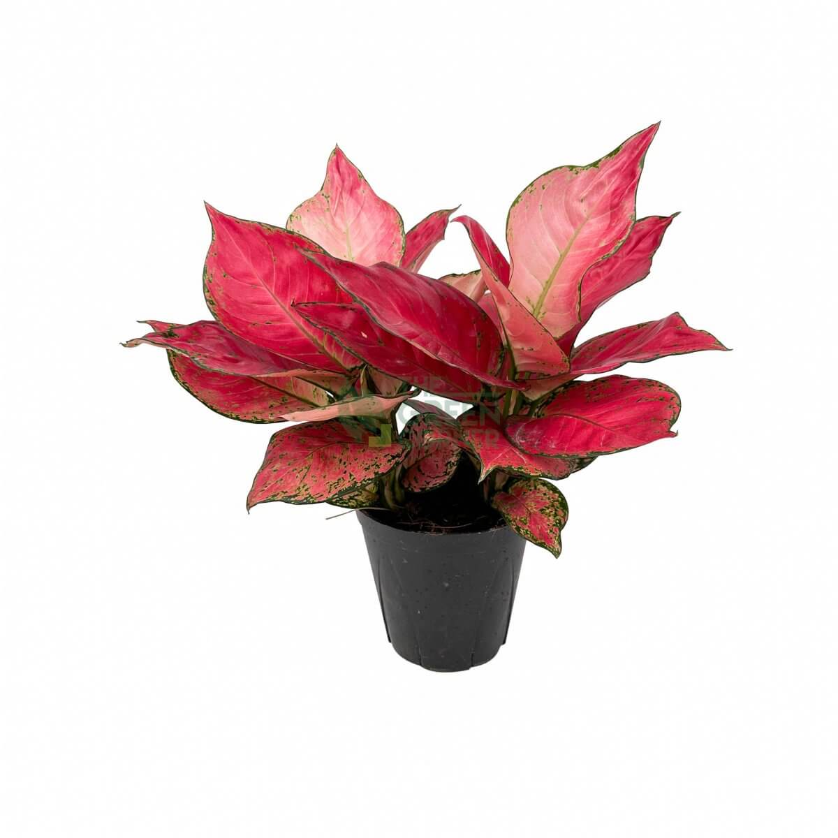 Aglaonema Red Master