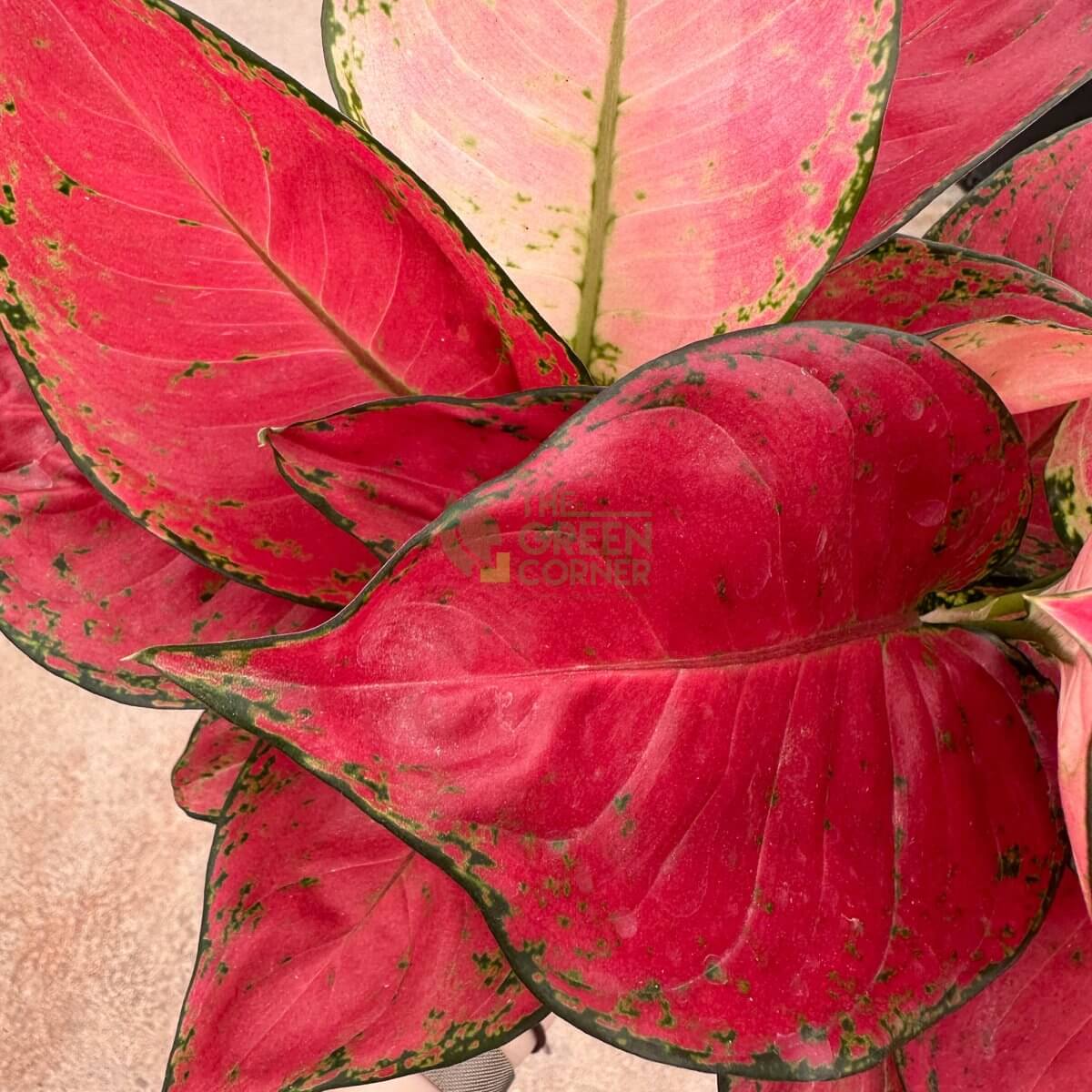 Aglaonema Red Master