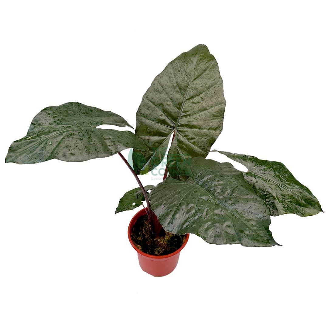 Alocasia Yucatan Princess