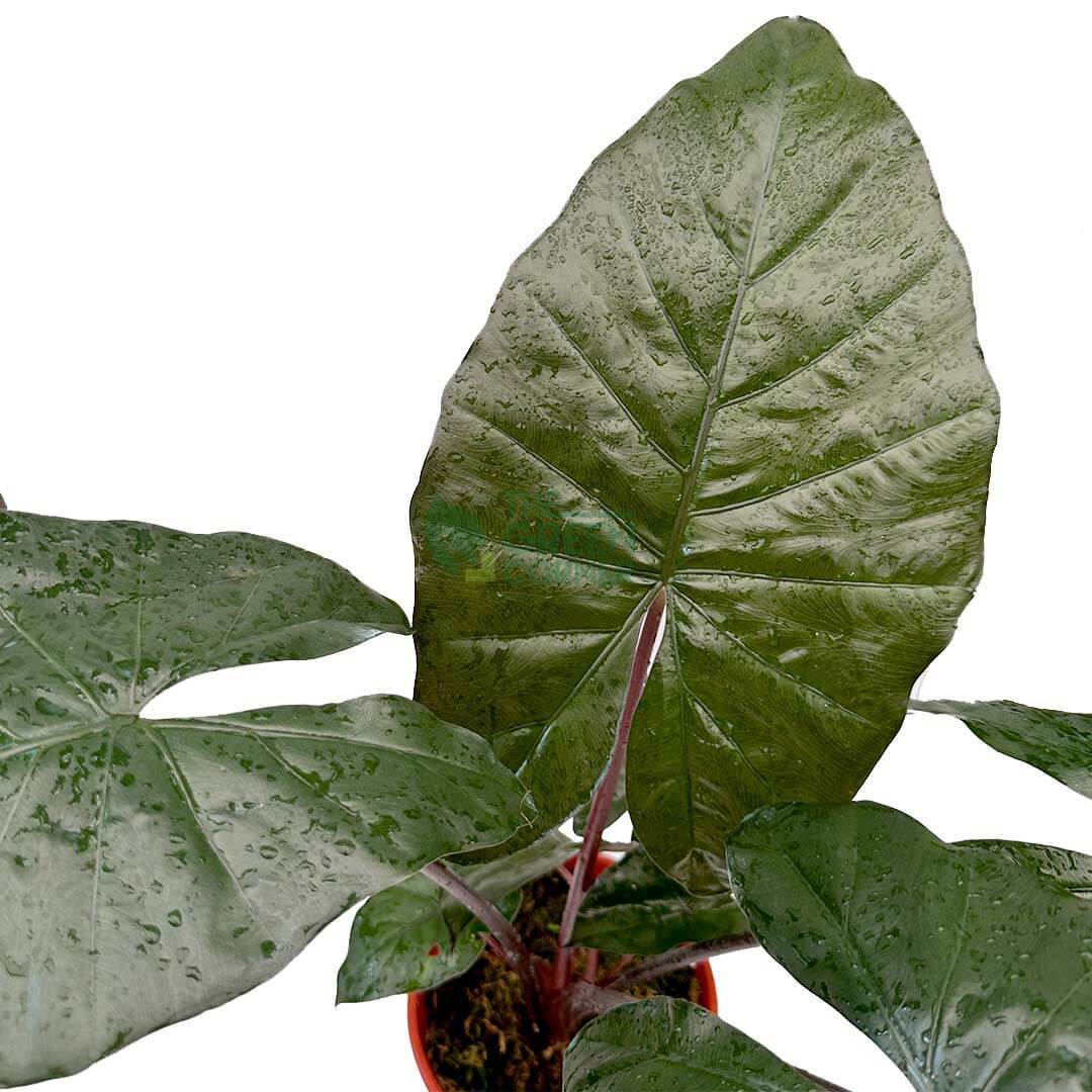 Alocasia Yucatan Princess