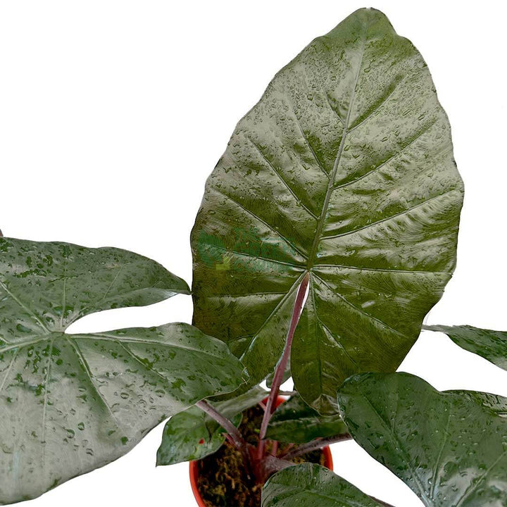 Alocasia Yucatan Princess