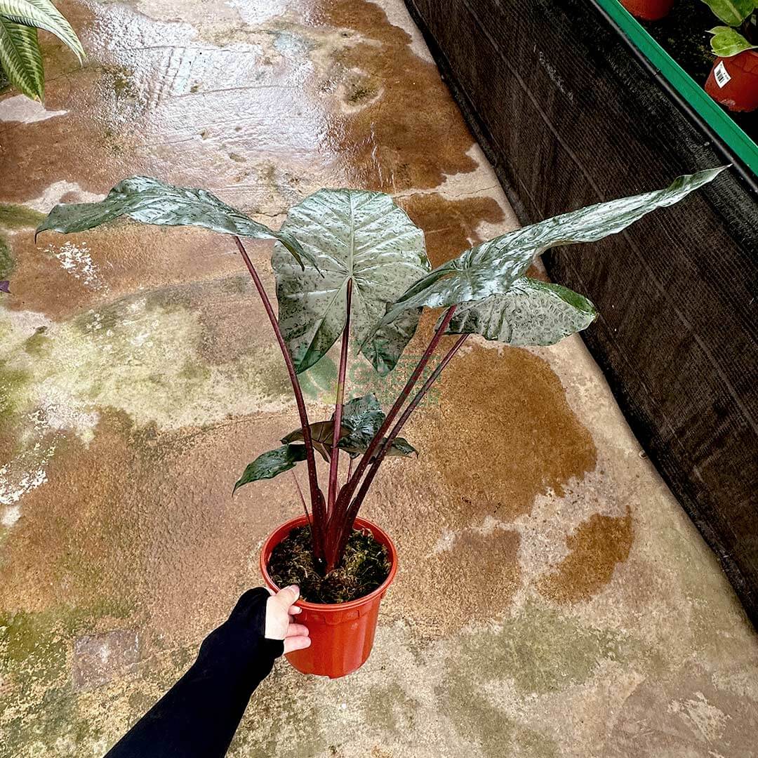 Alocasia Yucatan Princess