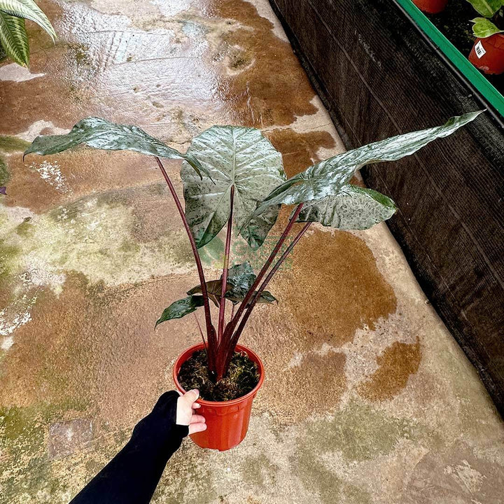 Alocasia Yucatan Princess