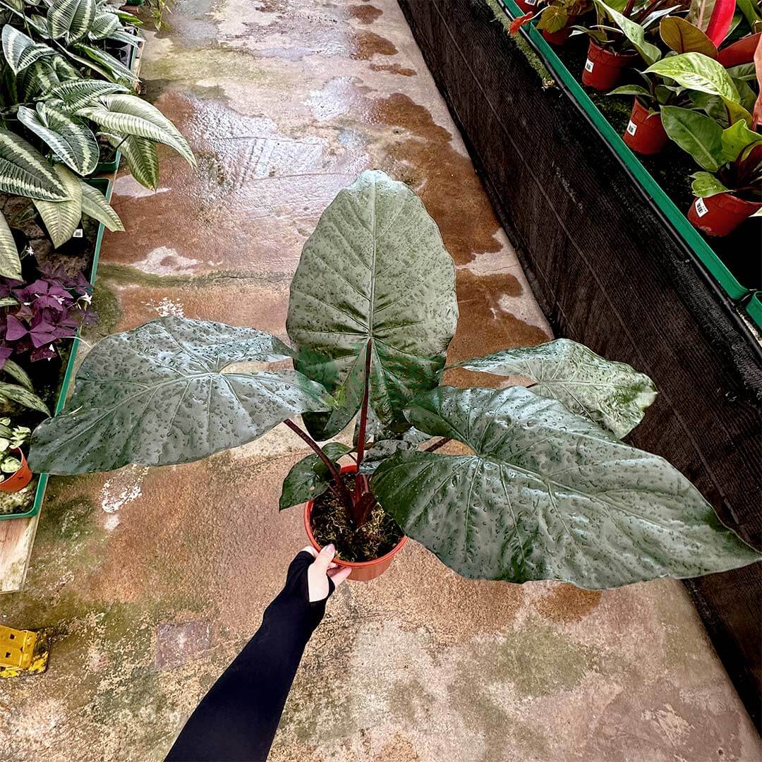 Alocasia Yucatan Princess