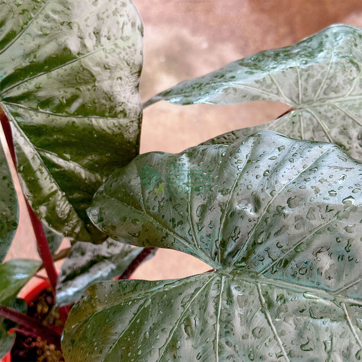 Alocasia Yucatan Princess