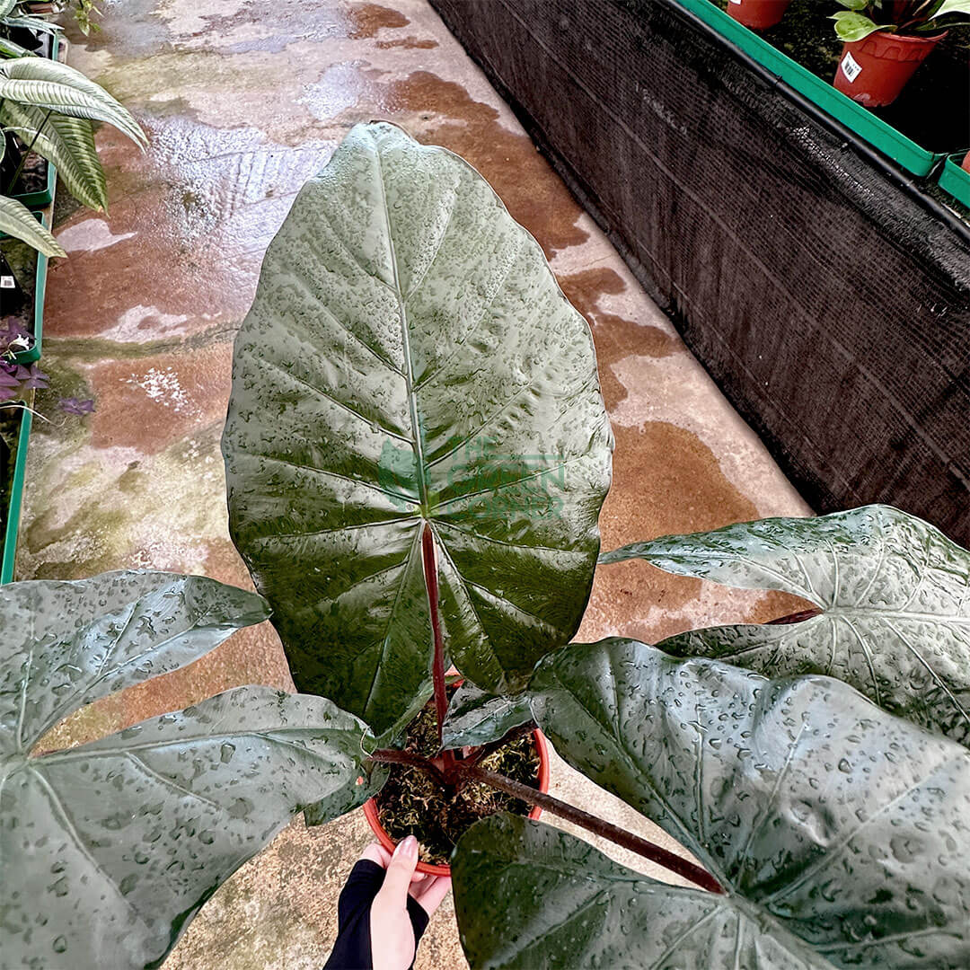 Alocasia Yucatan Princess