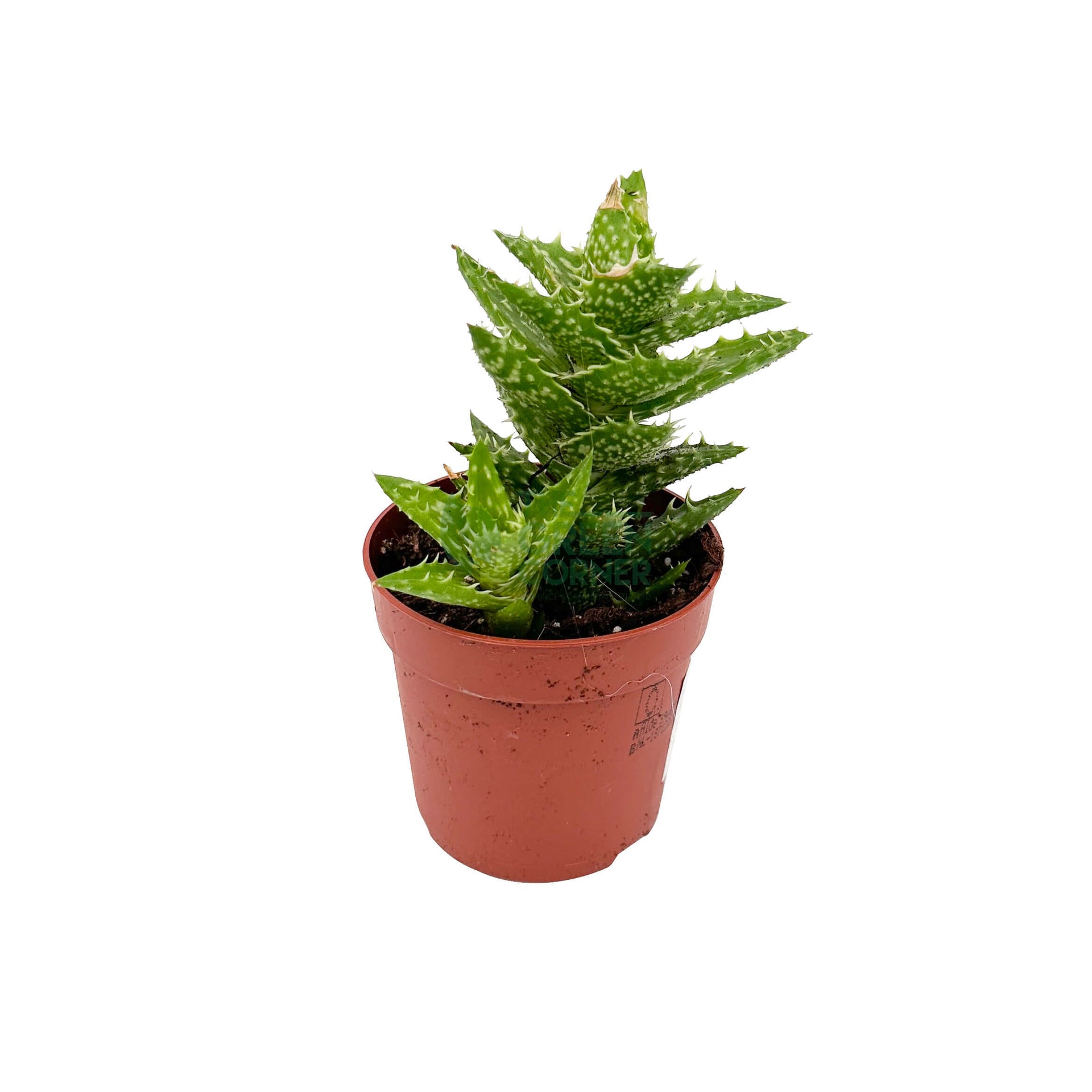 Aloe Squarrosa