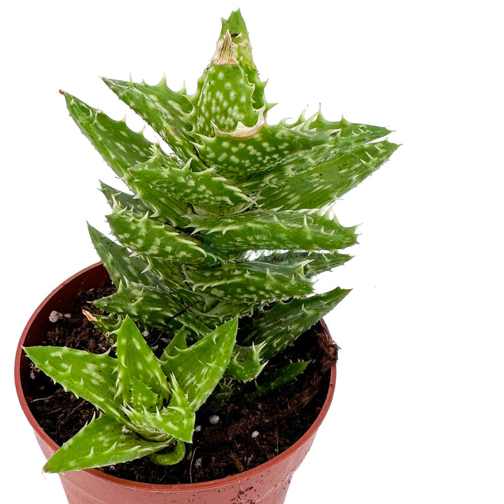 Aloe Squarrosa