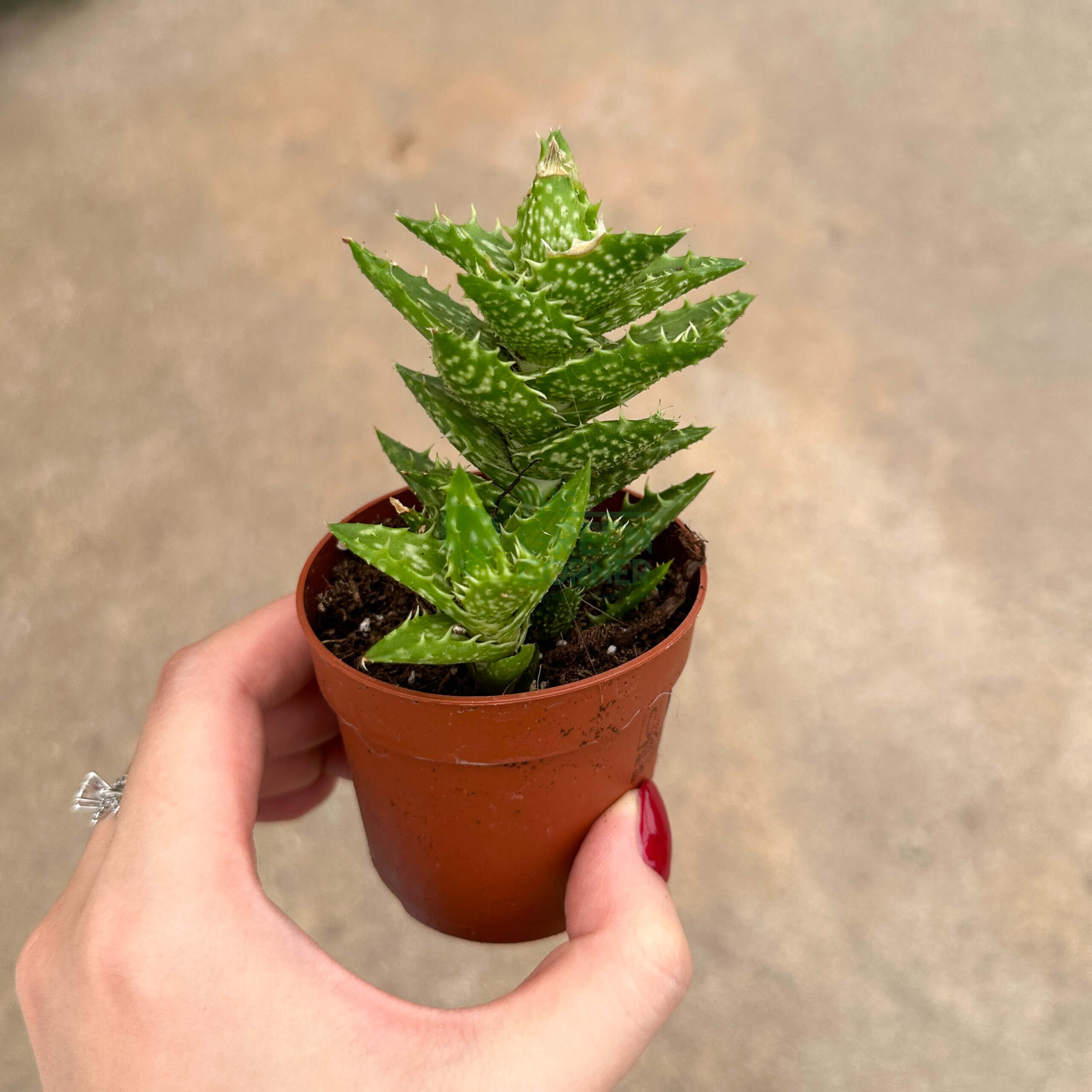 Aloe Squarrosa