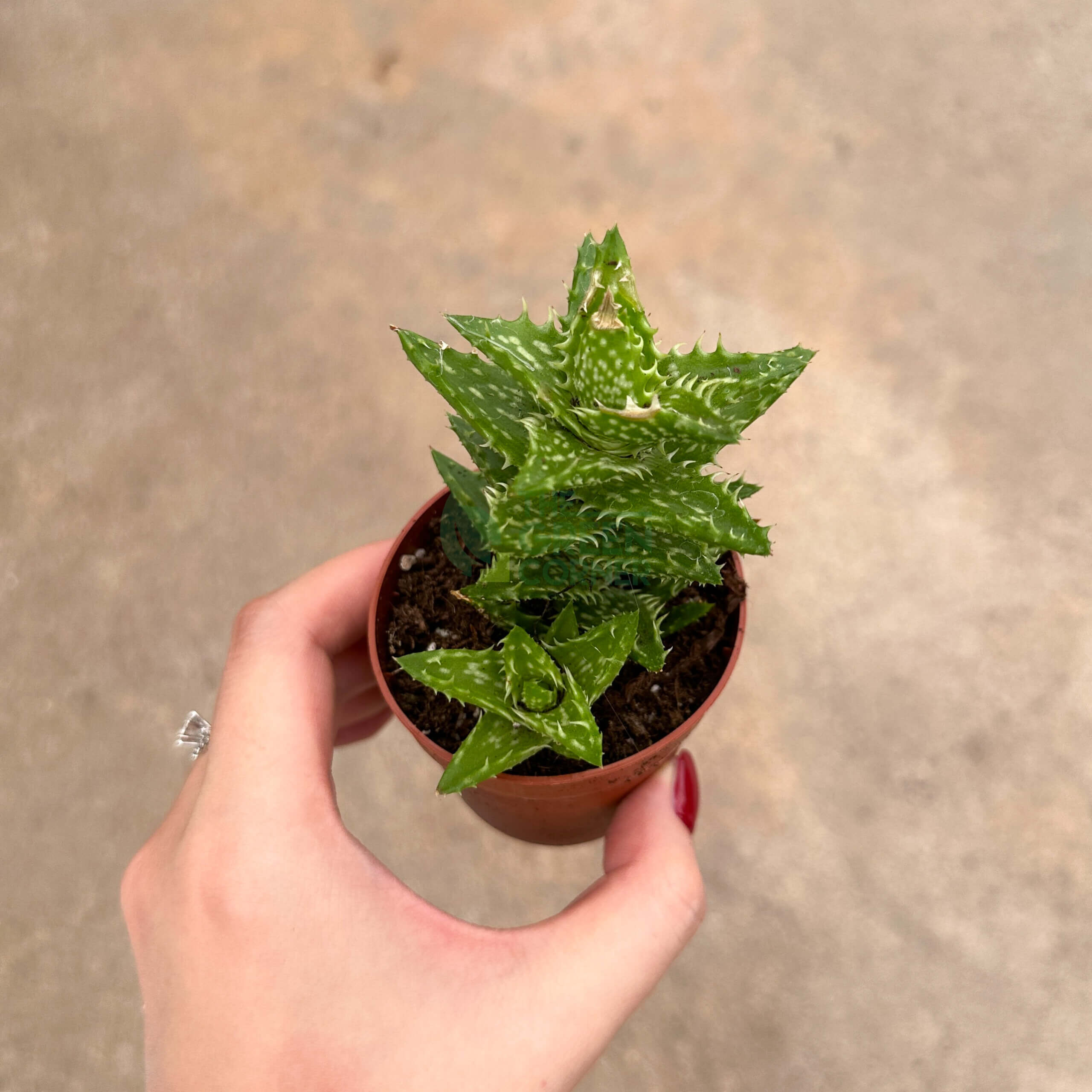Aloe Squarrosa