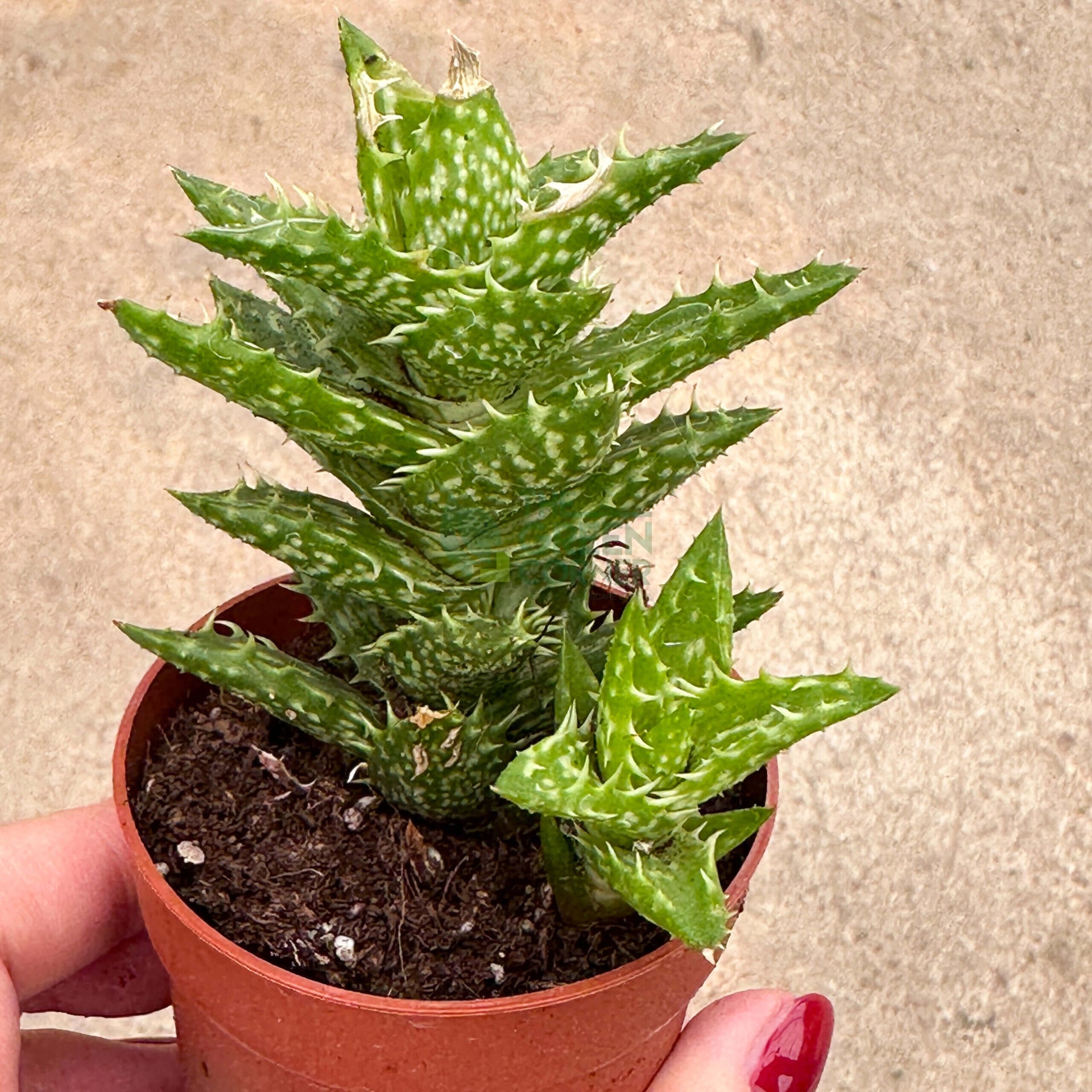Aloe Squarrosa