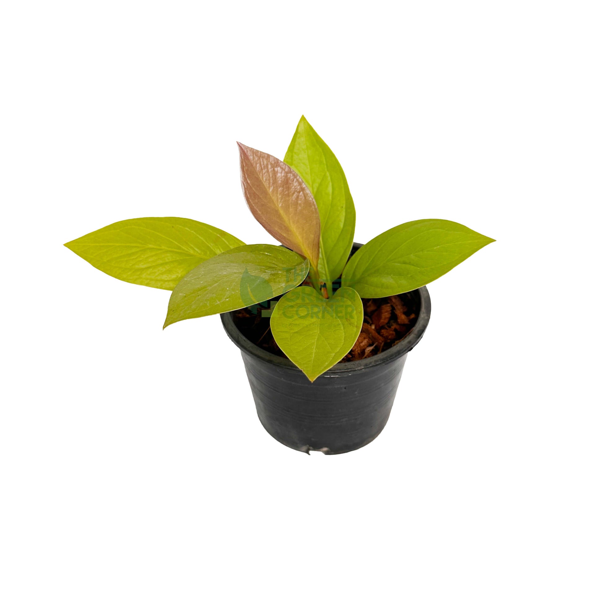 Anthurium Golden Jenmanii