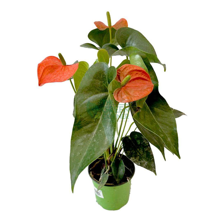 Anthurium
