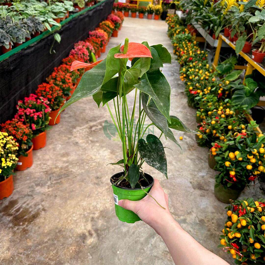 Anthurium