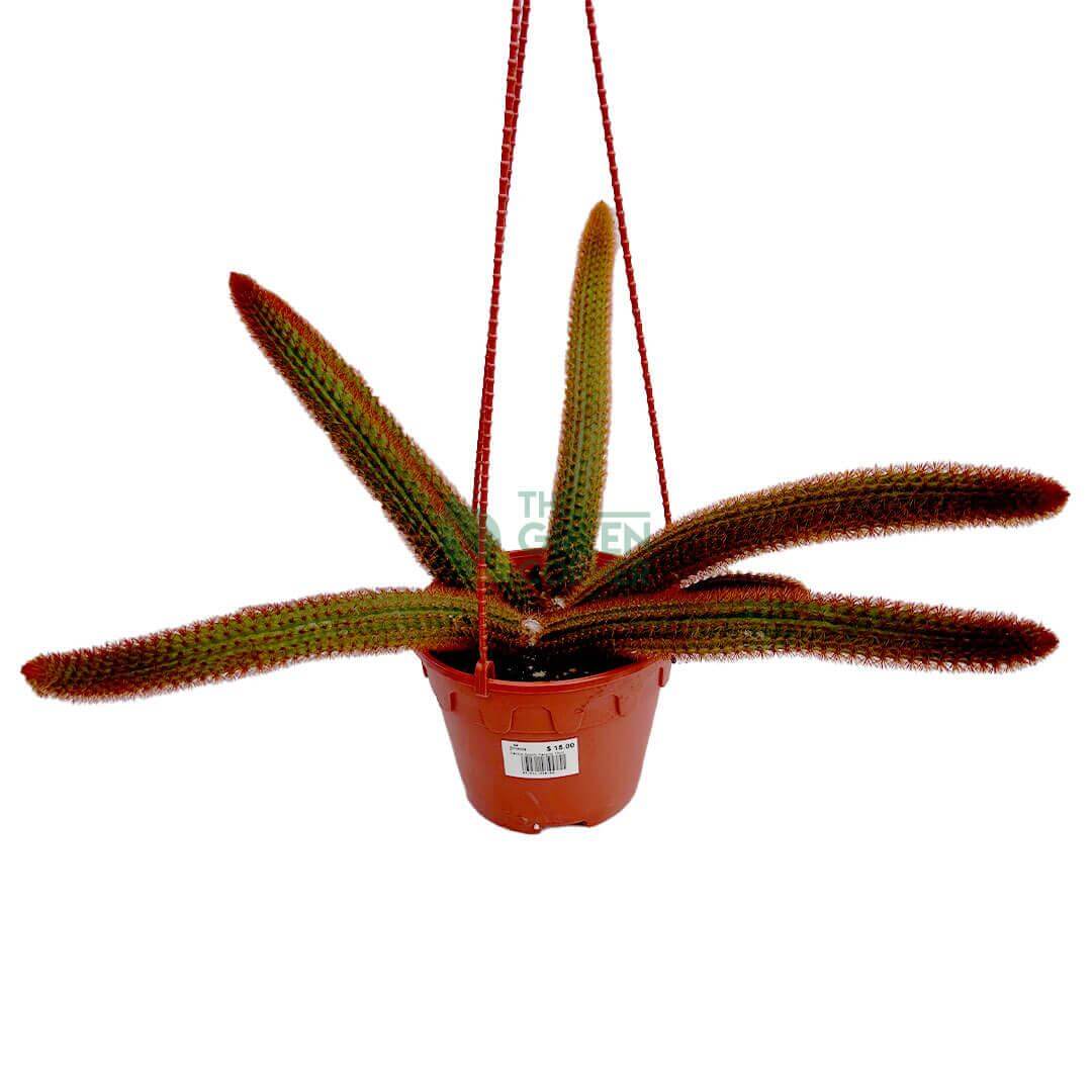 Aporocactus Flagelliformis