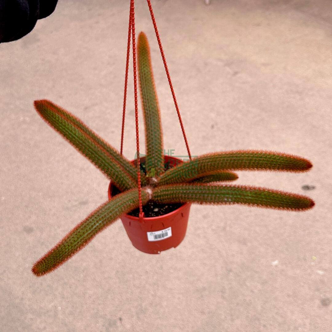 Aporocactus Flagelliformis