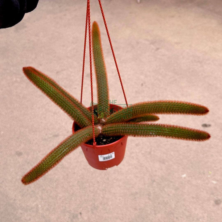Aporocactus Flagelliformis