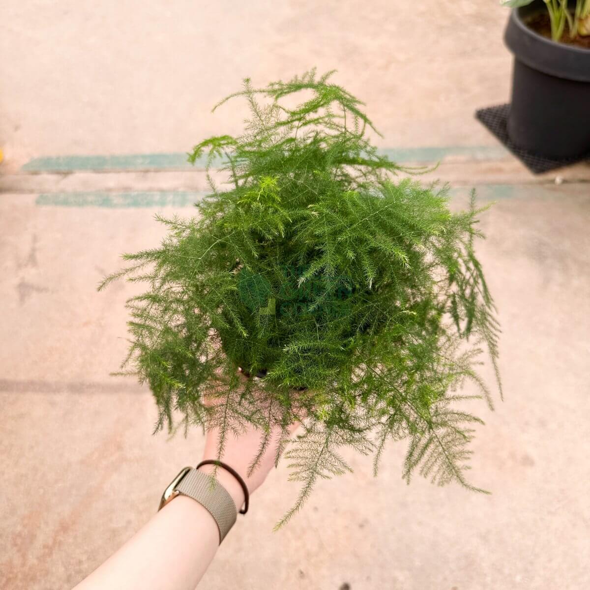Asparagus aethiopicus 'Asparagus Fern'