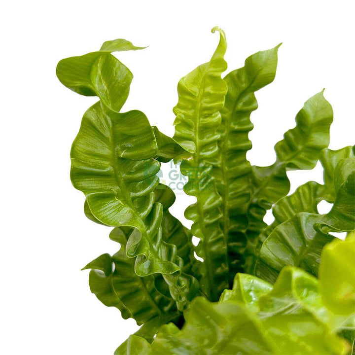 Asplenium Crispy Wave