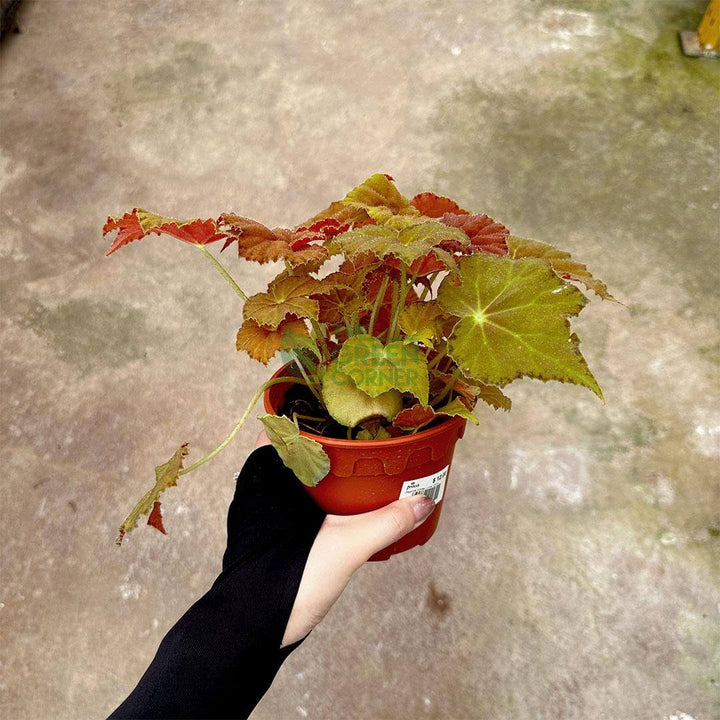 Begonia Amber Love