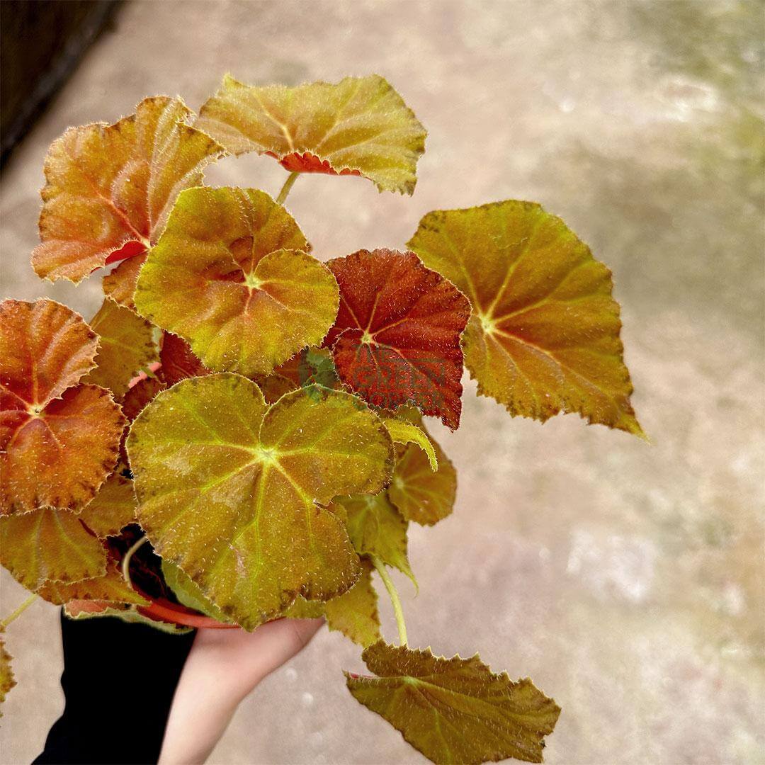 Begonia Amber Love