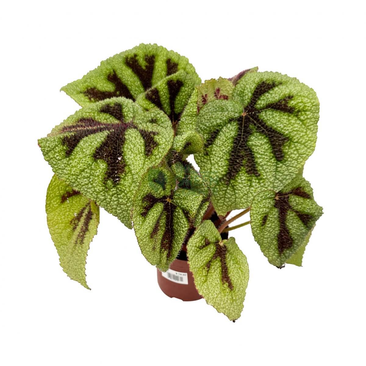 Begonia Iron Cross