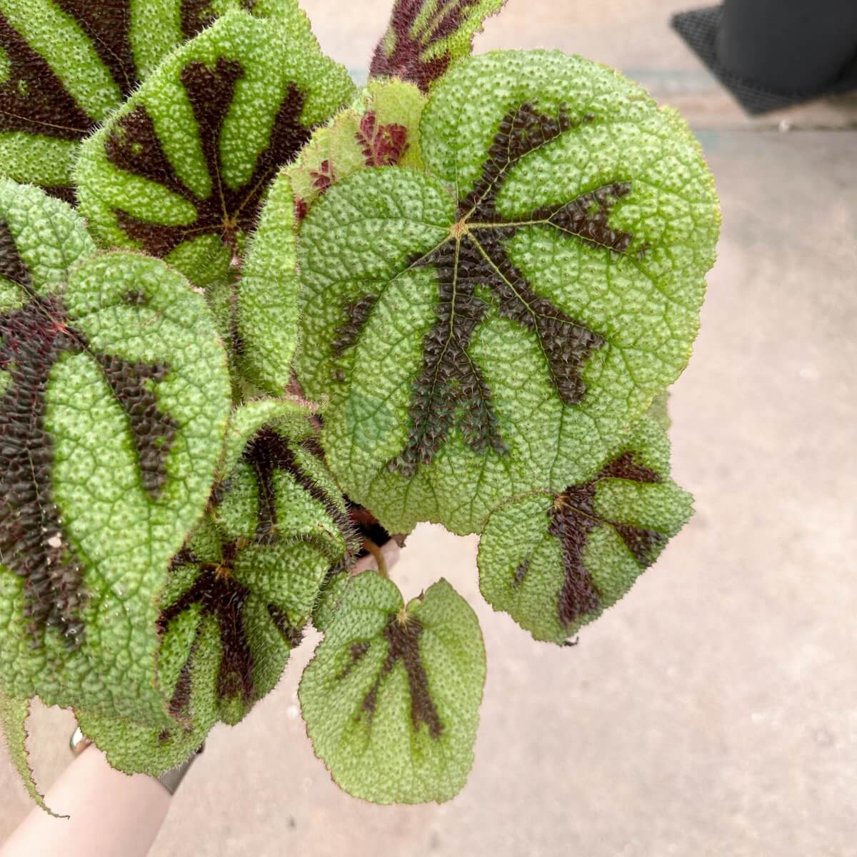 Begonia Iron Cross