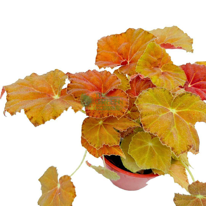Begonia Amber Love