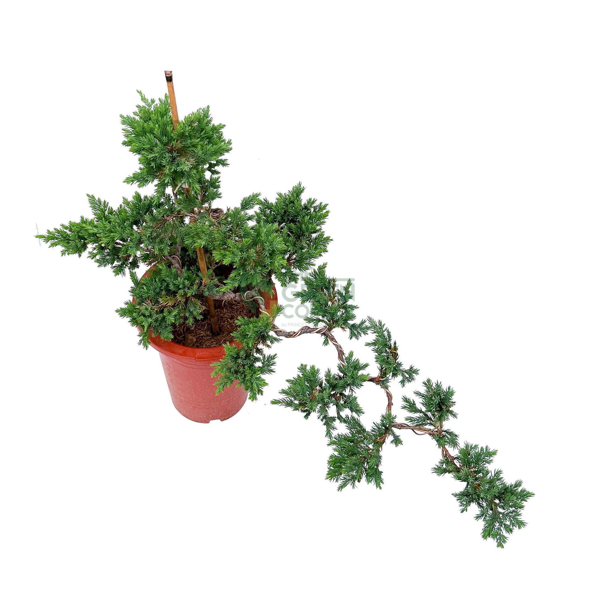 Bonsai