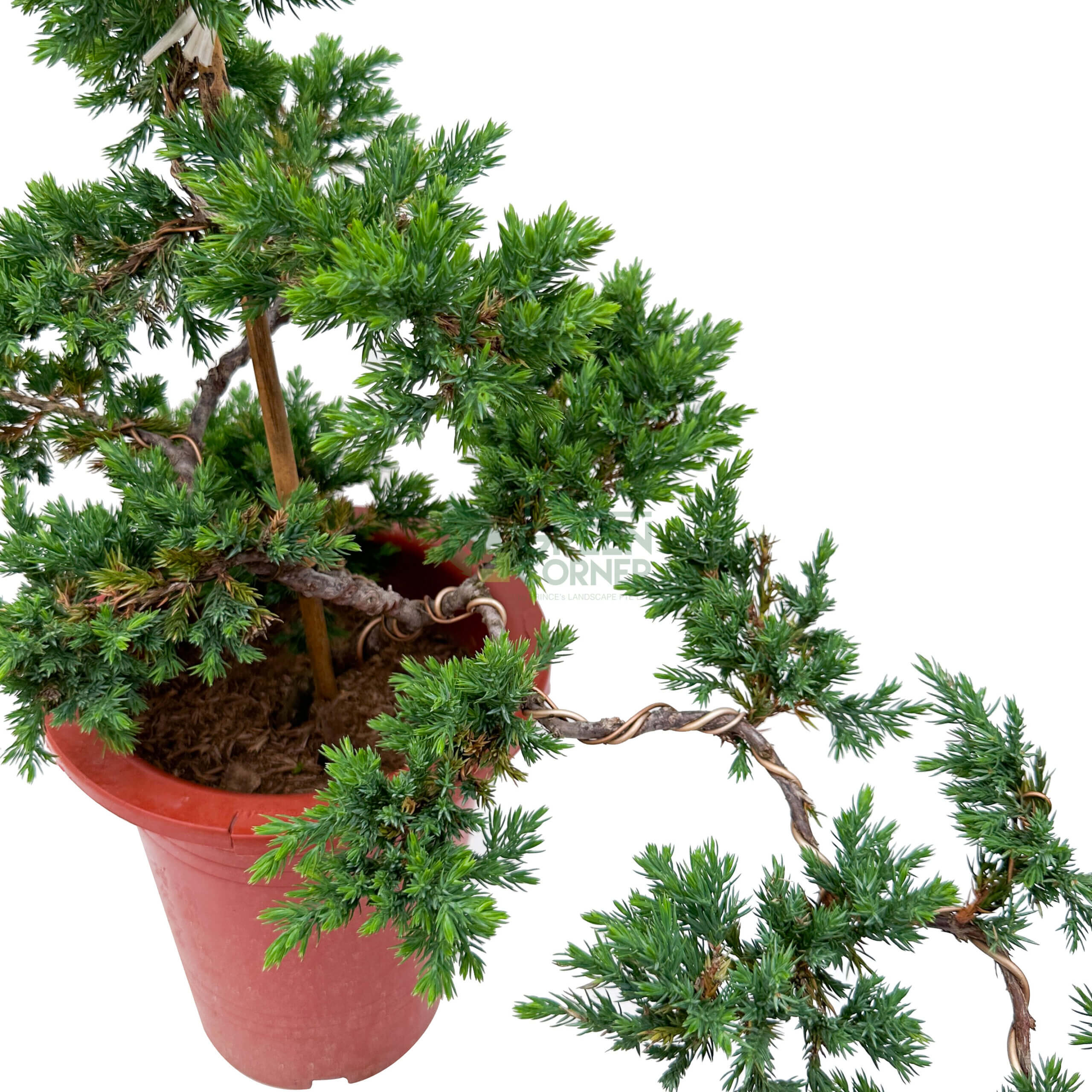 Bonsai