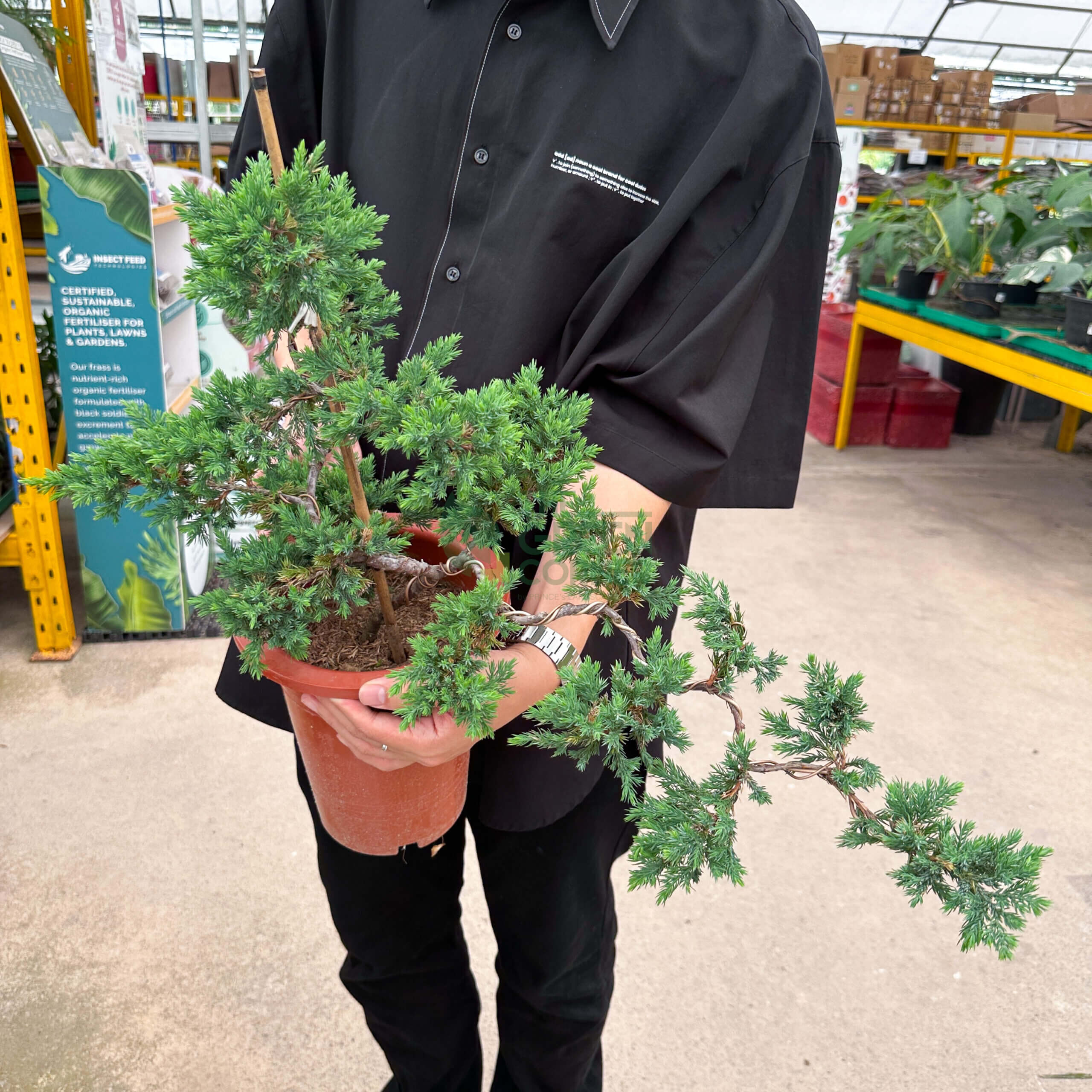 Bonsai
