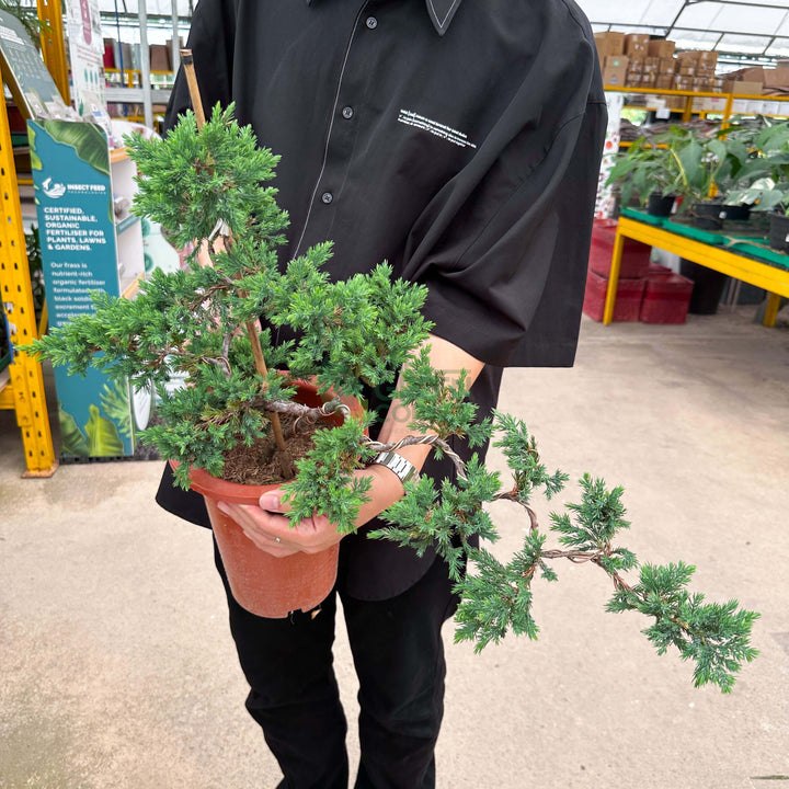 Bonsai