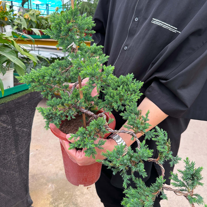 Bonsai