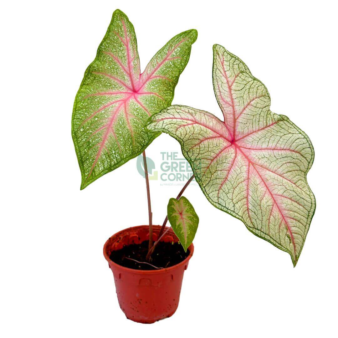 Caladium White Queen