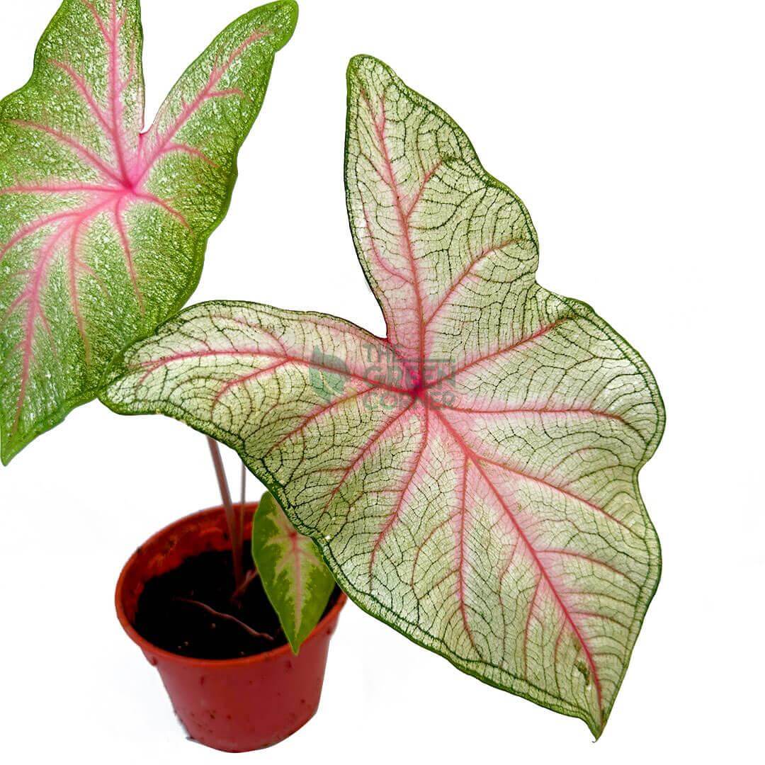 Caladium White Queen