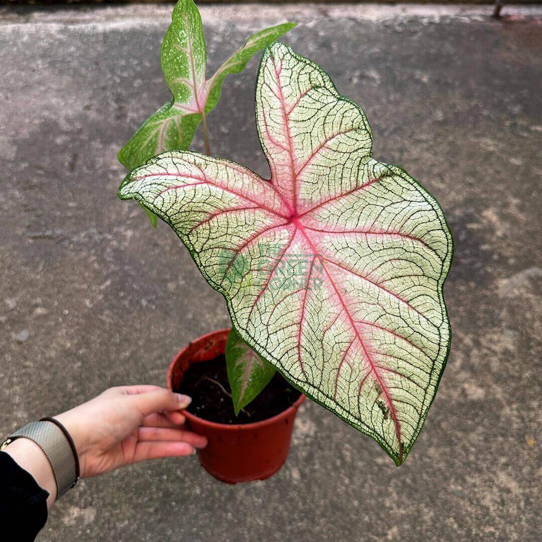 Caladium White Queen