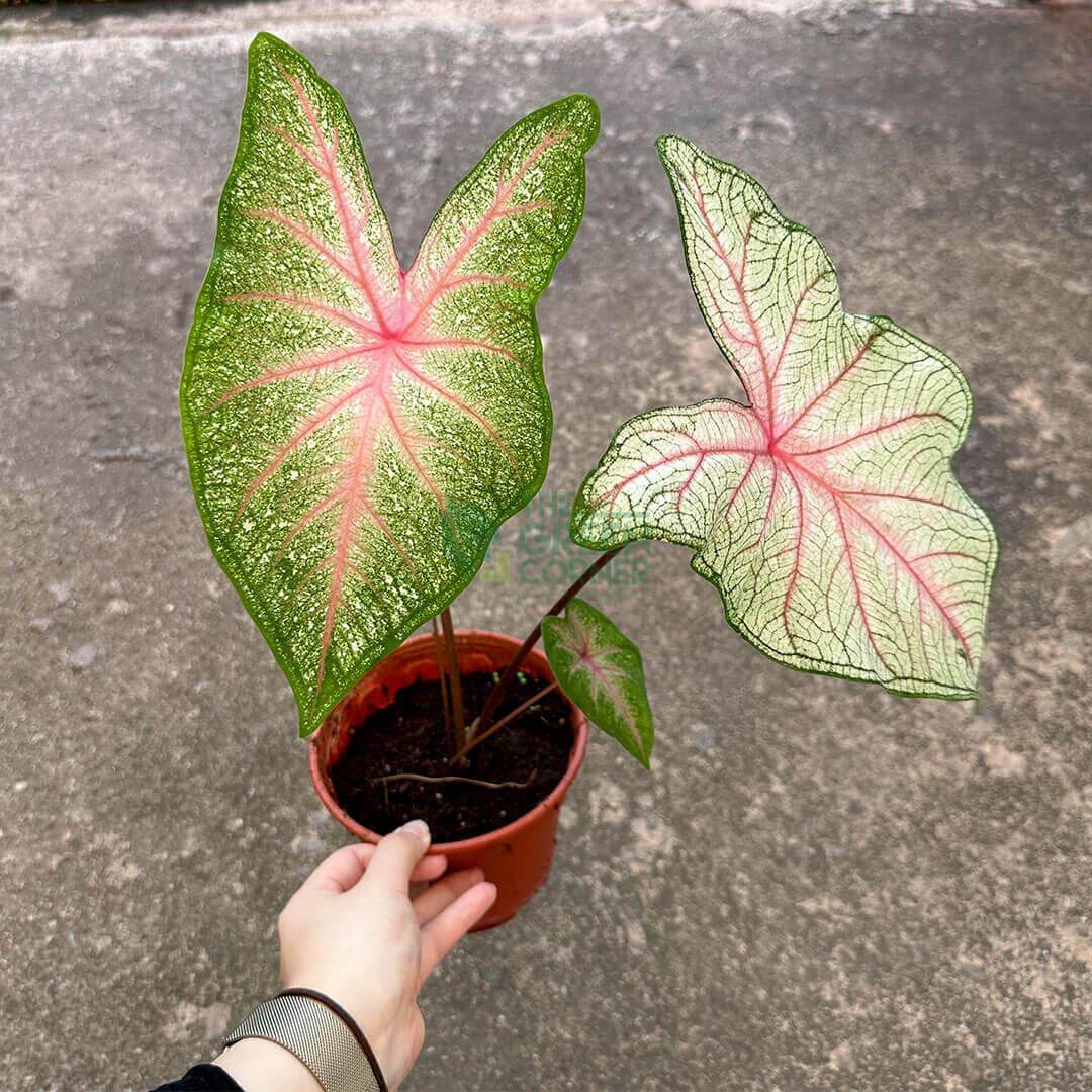 Caladium White Queen