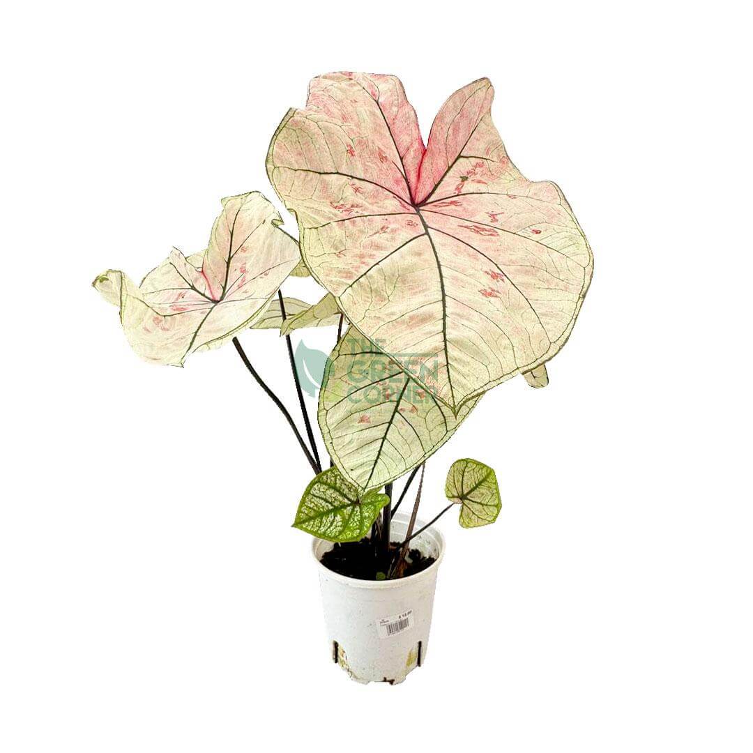 Caladium Mix