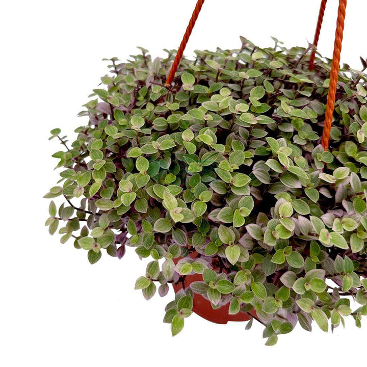 Callisia Repens Pink Lady