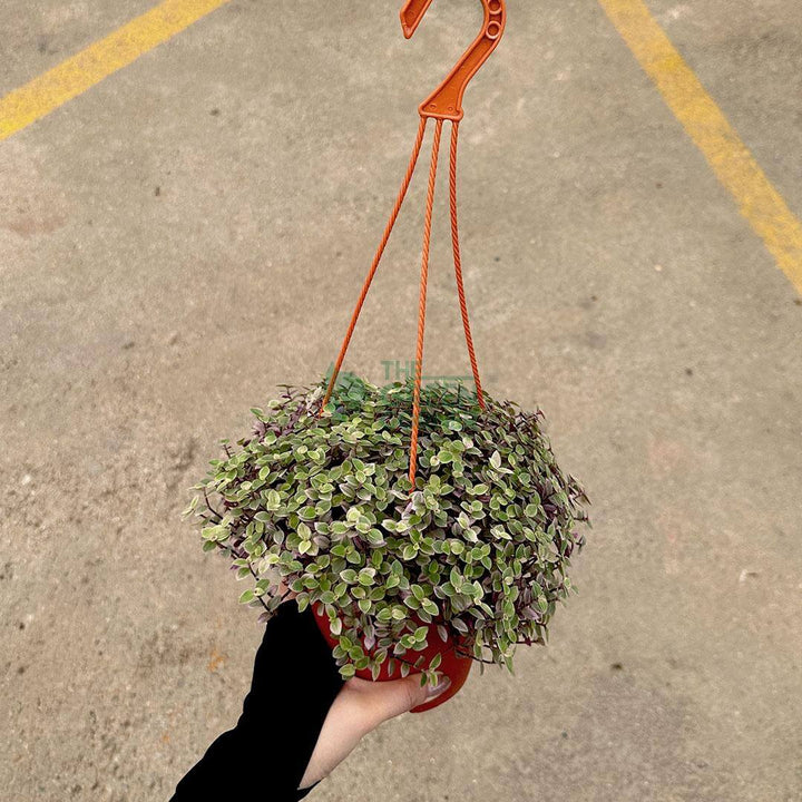 Callisia Repens Pink Lady