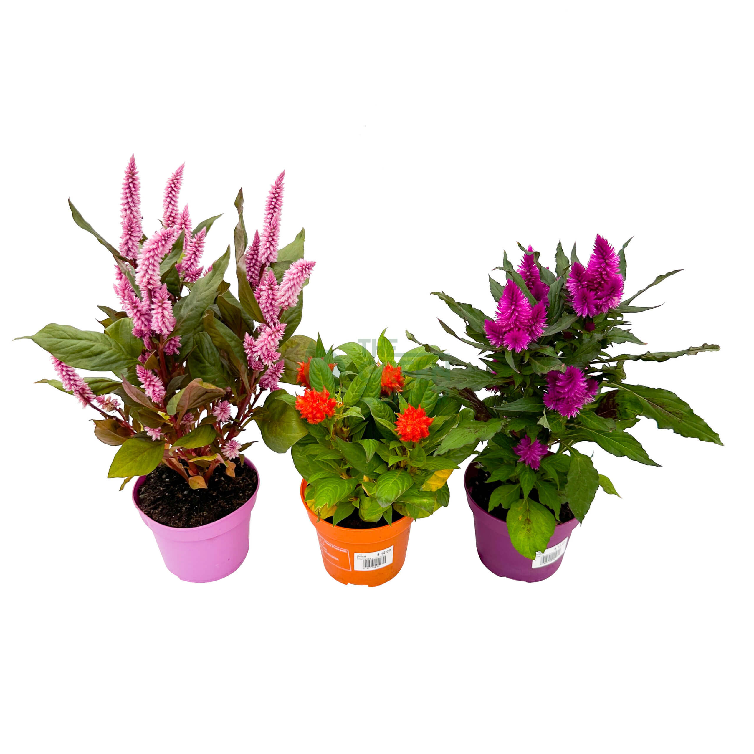 Celosia
