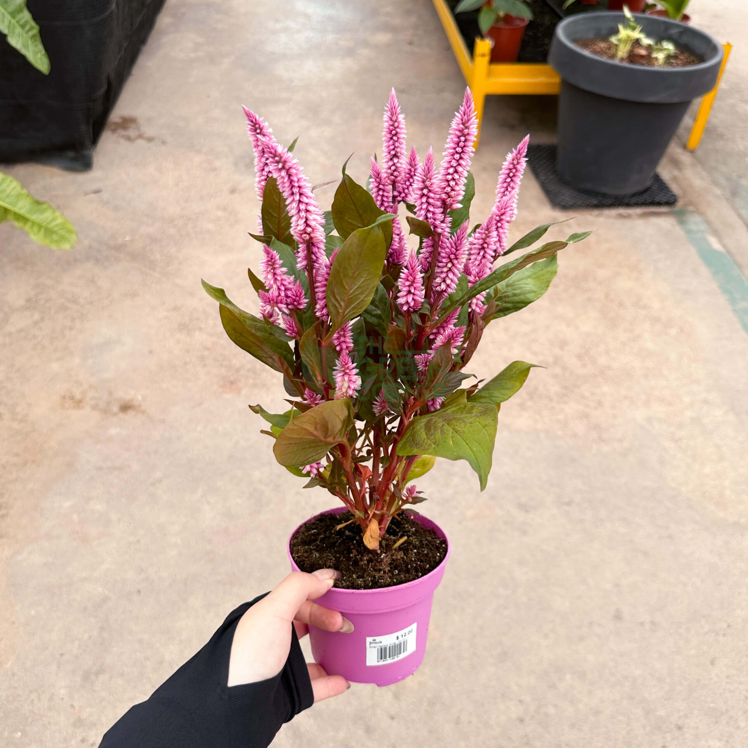 Celosia